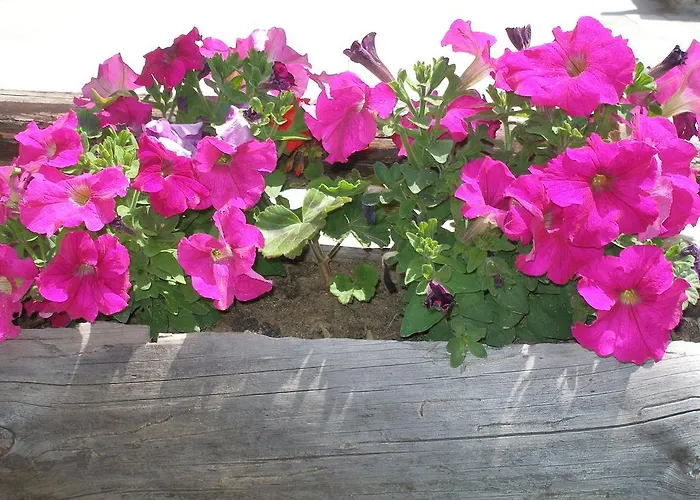 Leshtenski Perli Лещен